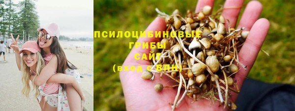 стаф Алзамай