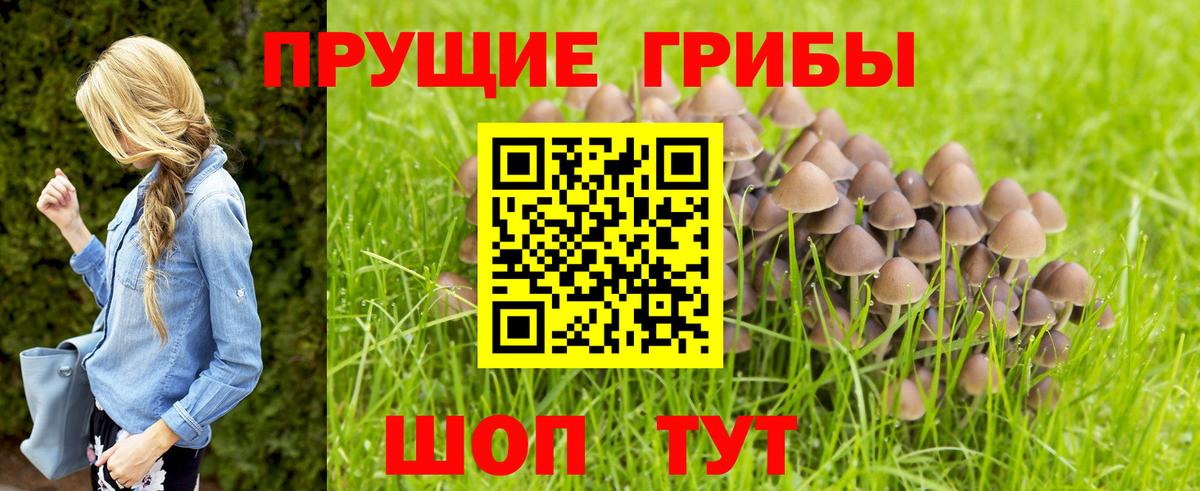Галлюциногенные грибы GOLDEN TEACHER  Галлюциногенные грибы GOLDEN TEACHER  Темрюк  Вход с VPN 